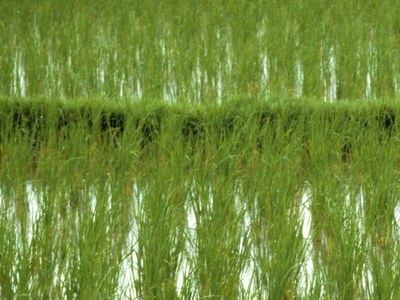 ricefield