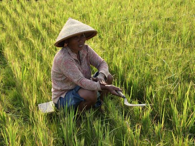 COLLOQUIUM| James J. Fox: "History Repeats Itself: Current Threats to Indonesia's Rice Production" COLLOQUIUM| James J. Fox: "History Repeats Itself: Current Threats to Indonesia's Rice Production"